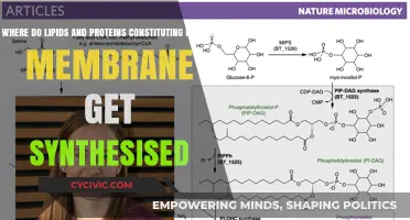 The Cell Membrane: Synthesis of Lipids and Proteins