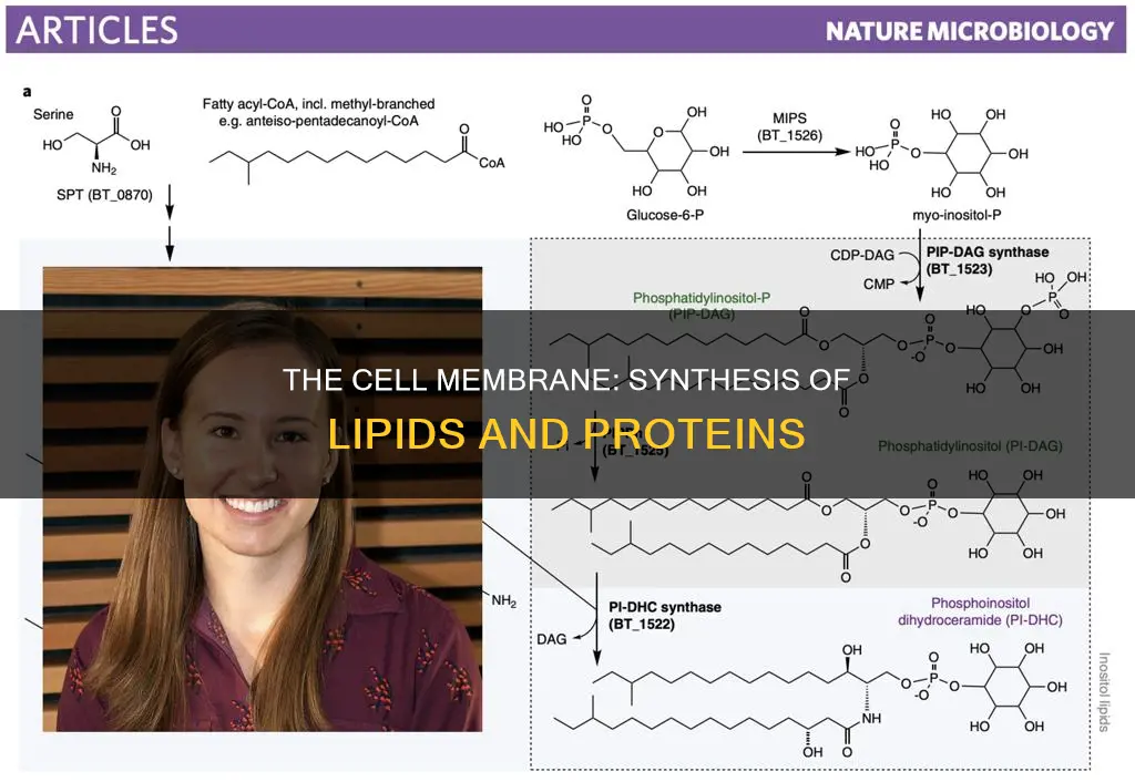 where do lipids and proteins constituting plasma membrane get synthesised