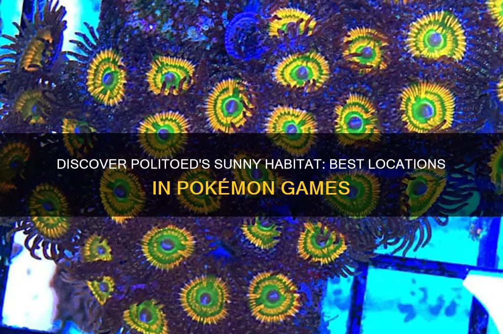 where to find politoed sun