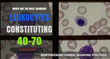 Understanding the Role of Neutrophils in Our Body