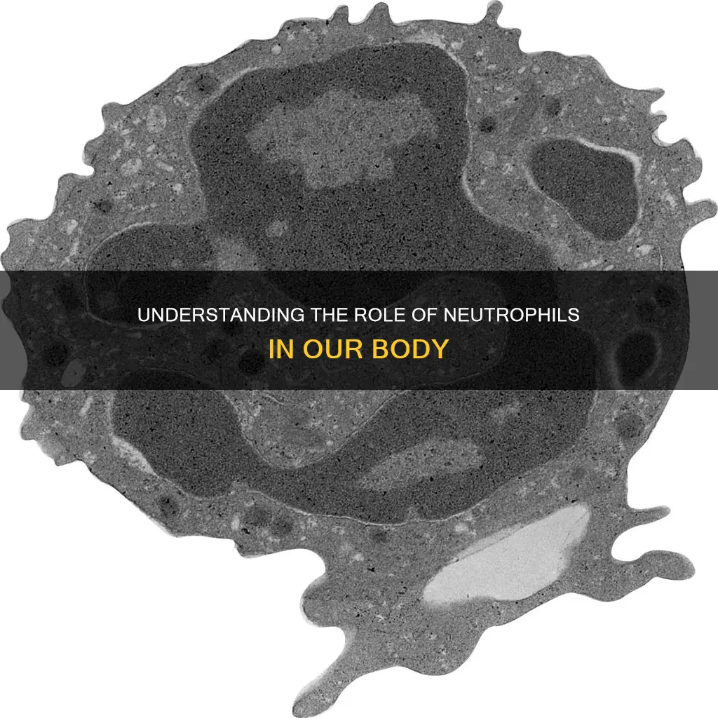 which are the most abundant leukocytes constituting 40-70