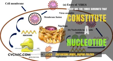 Nucleotide Subunits: The Three Essential Components