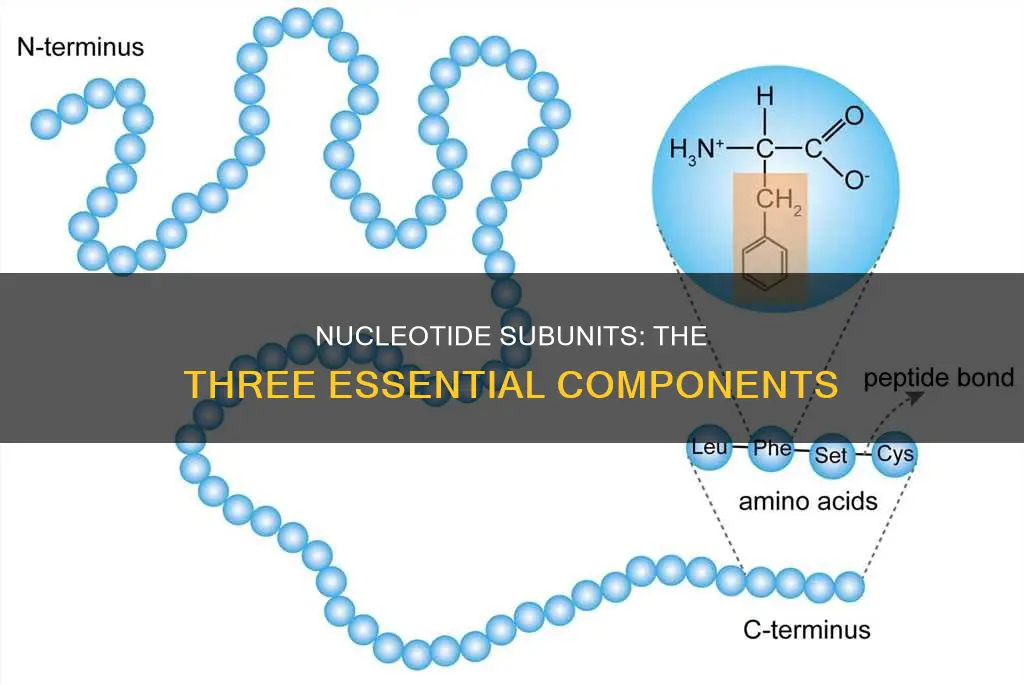 which are the three subunits that constitute a nucleotide