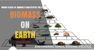 The Earth's Largest Biomass: Animal Class