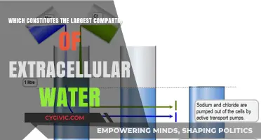Interstitial Fluid: The Body's Largest Extracellular Compartment