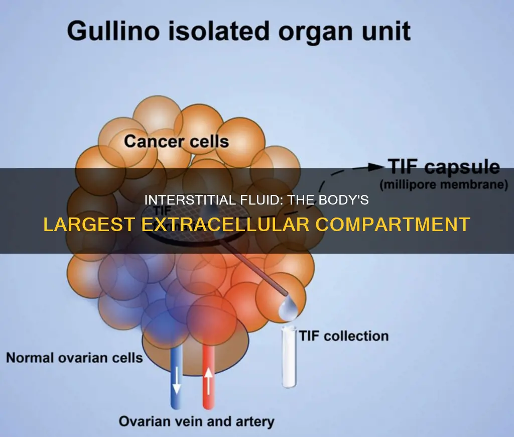 which constitutes the largest compartment of extracellular water