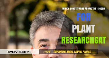 Promoter Selection: A Guide for Plant Researchers