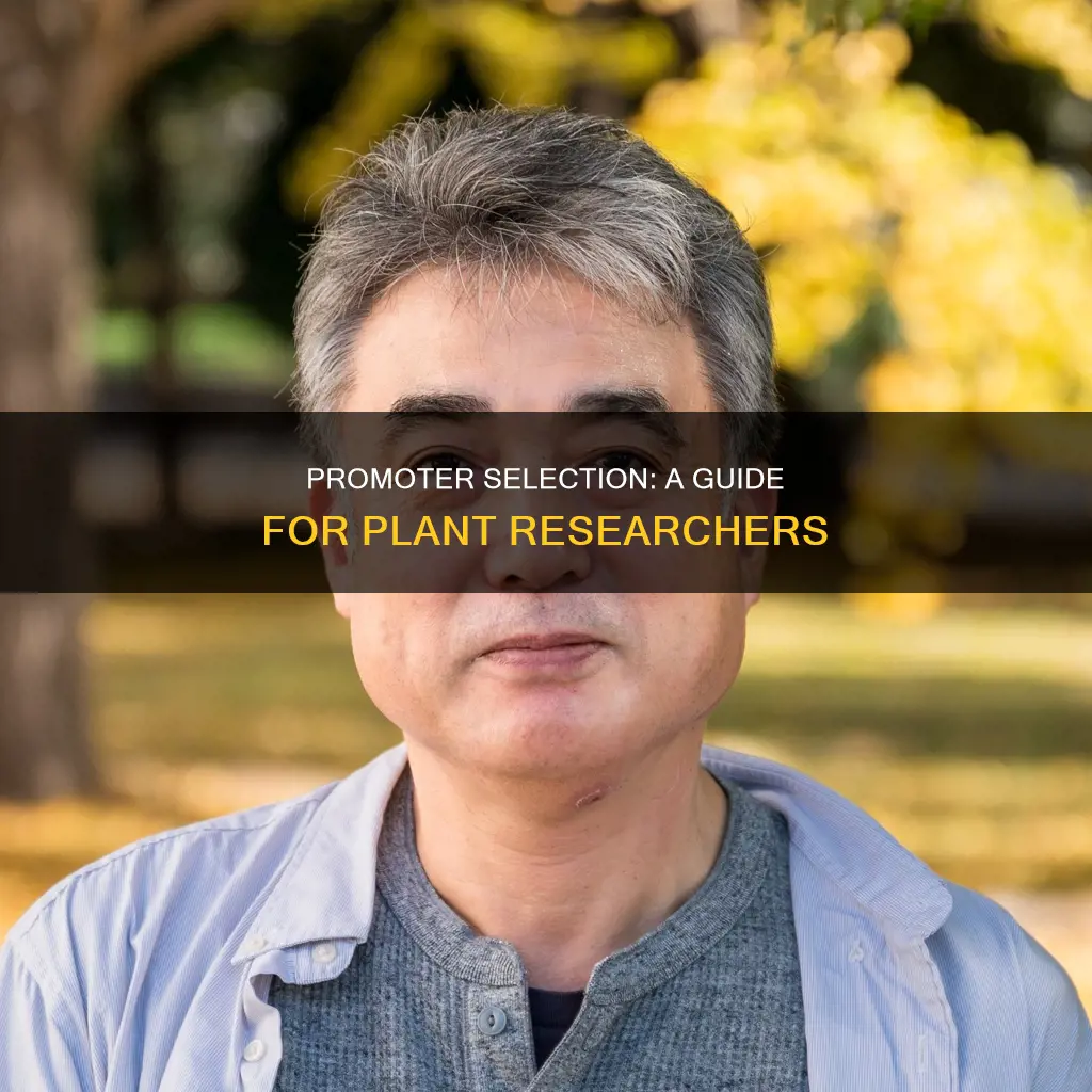 which constitutive promoter is good for plant researchgate