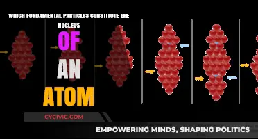 The Nucleus: What Fundamental Particles Are Involved?