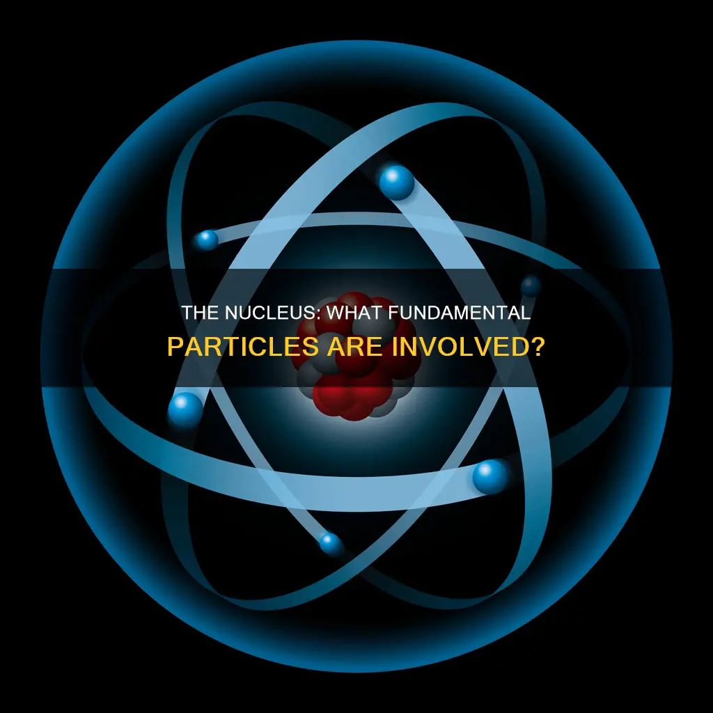 which fundamental particles constitute the nucleus of an atom