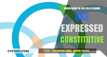 How the pGLO Plasmid's Genes Work