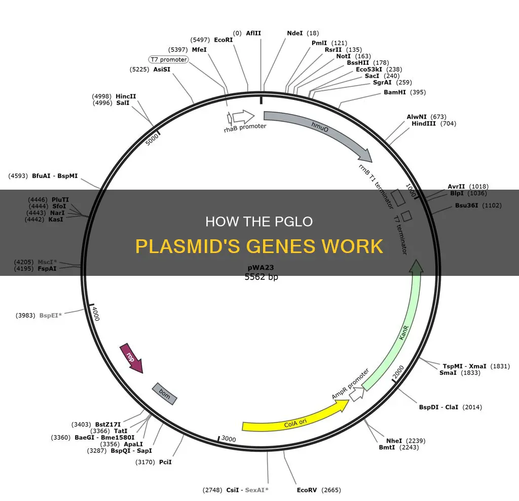 which genes in the pglo plasmid are expressed constitutively