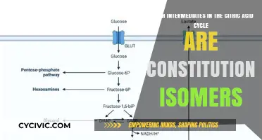 Citric Acid Cycle: Isomers in Action