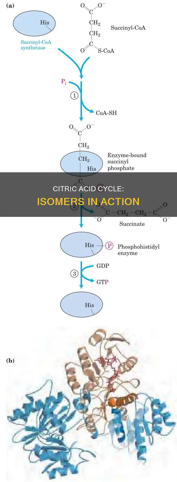 which intermediates in the citric acid cycle are constitutional isomers