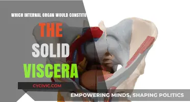 Solid Viscera: Exploring the Body's Internal Solid Organs