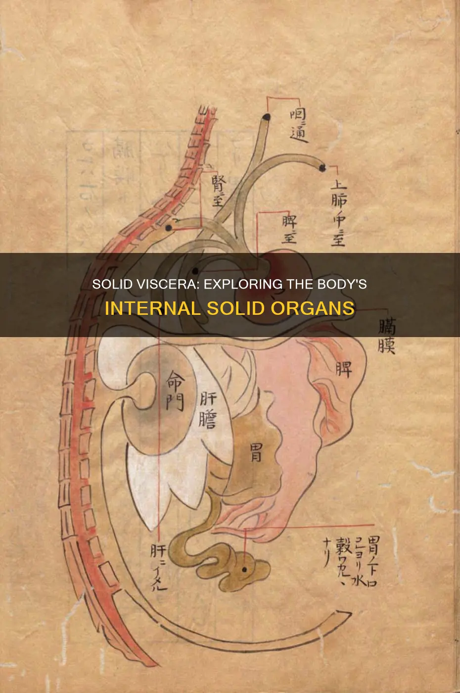 which internal organ would constitute the solid viscera