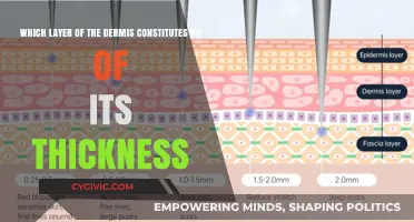 Understanding the Dermis' Thickest Layer
