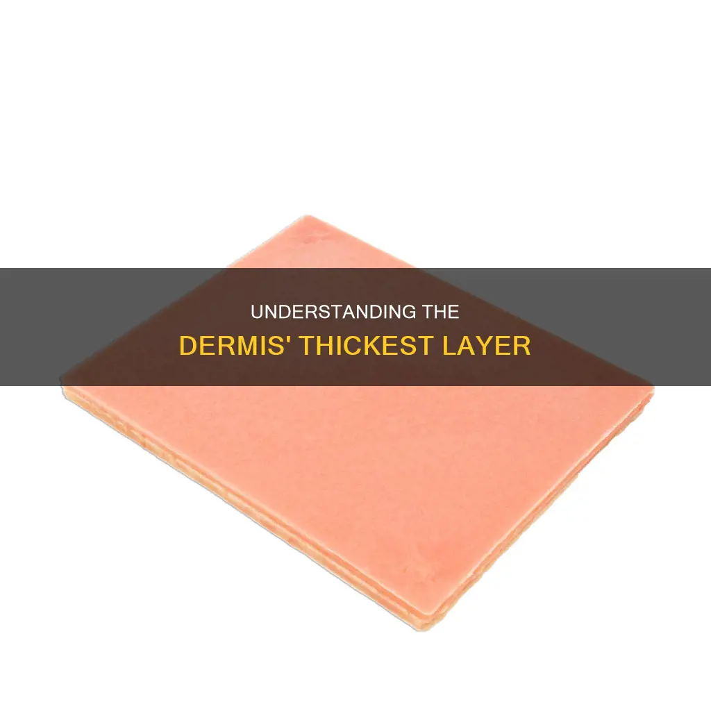 which layer of the dermis constitutes 80 of its thickness
