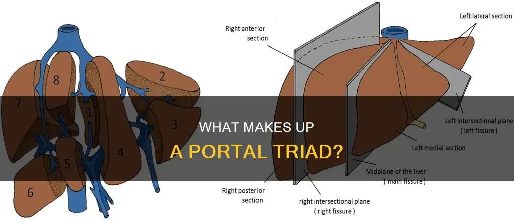 which of the following constitute a portal triad