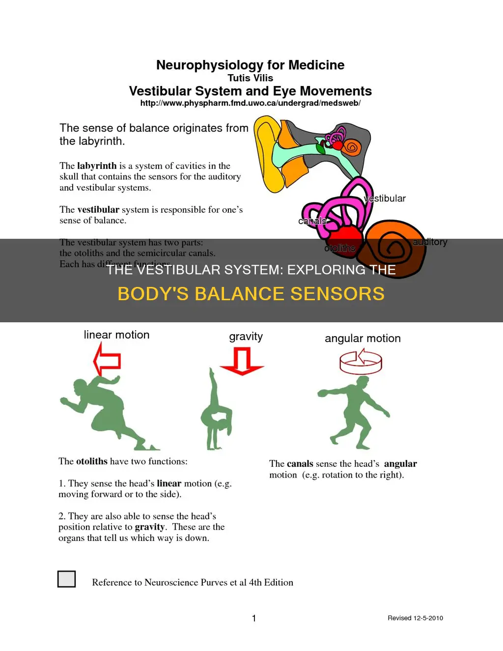 which of the following constitute the vestibular apparatus