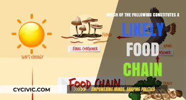 Food Chain Fundamentals: Understanding Interconnected Ecosystems