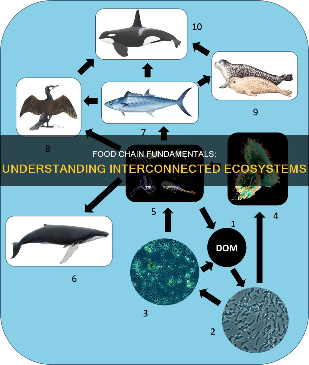 which of the following constitutes a likely food chain