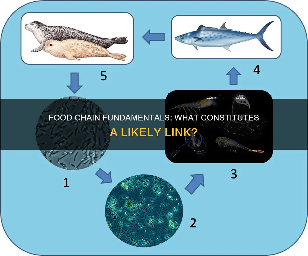 which of the following constitutes a likely food chani