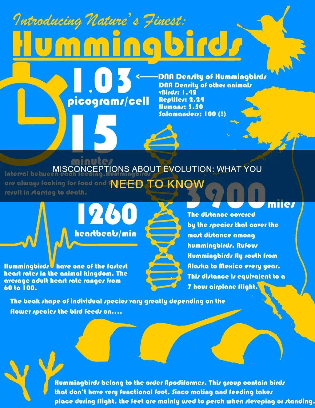 which of the following constitutes a misconception concerning evolution