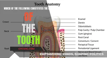 Tooth Anatomy: Understanding the Main Components of Teeth