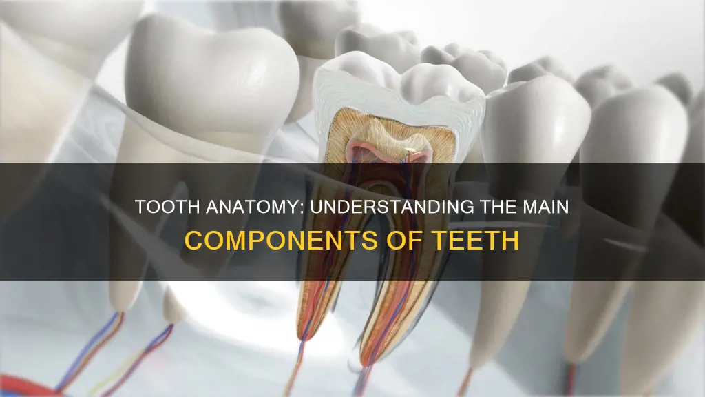 which of the following constitutes the bulk of the tooth
