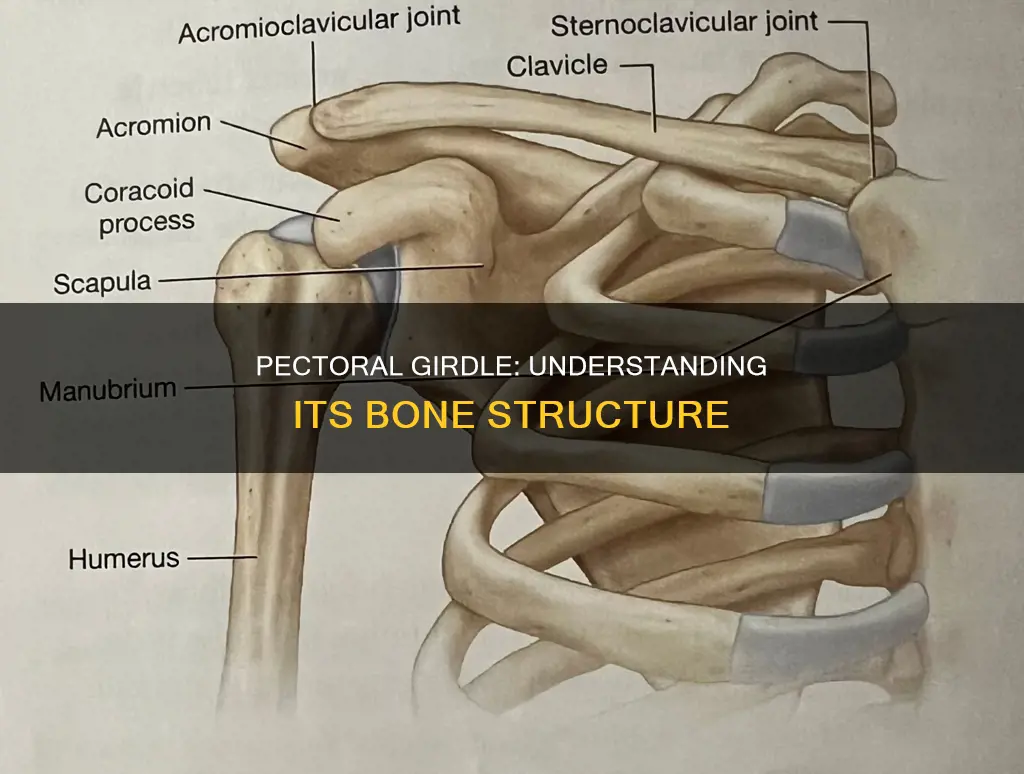 which of the following constitutes the pectoral girdle