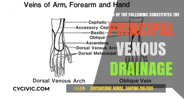 Key Venous Drainage: Understanding the Body's Principal Veins