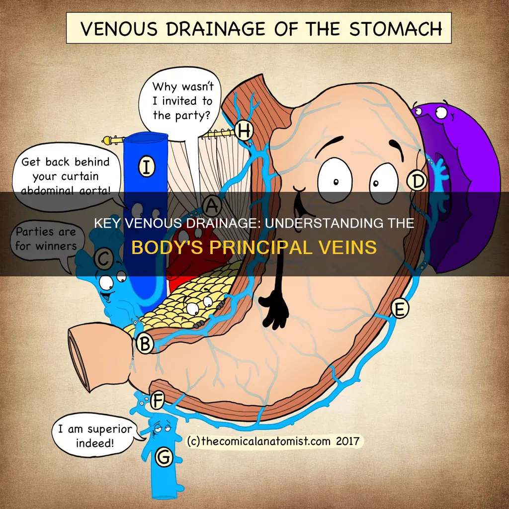 which of the following constitutes the principal venous drainage