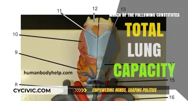 Understanding Lung Capacity: What's Included?