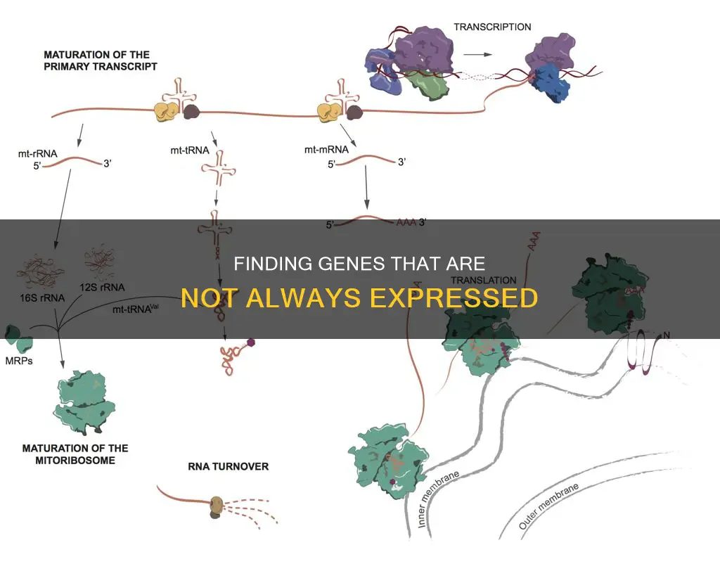 which of the following genes might not be constitutively expressed