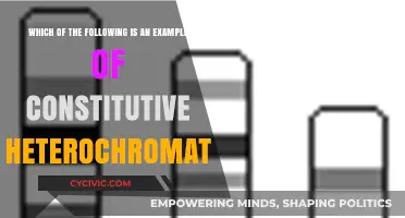 Exploring Constitutive Heterochromatin: Understanding Its Role