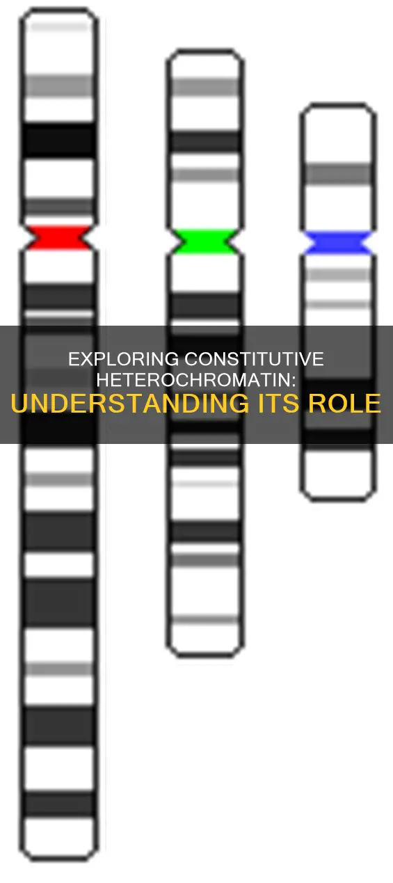 which of the following is an example of constitutive heterochromatin