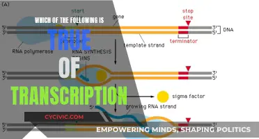 Transcription: Understanding the Process and Its True Nature