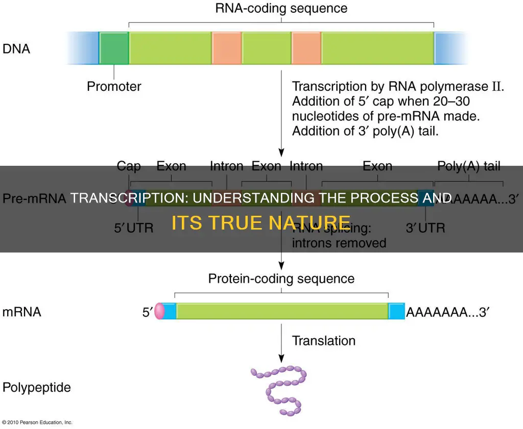 which of the following is true of transcription