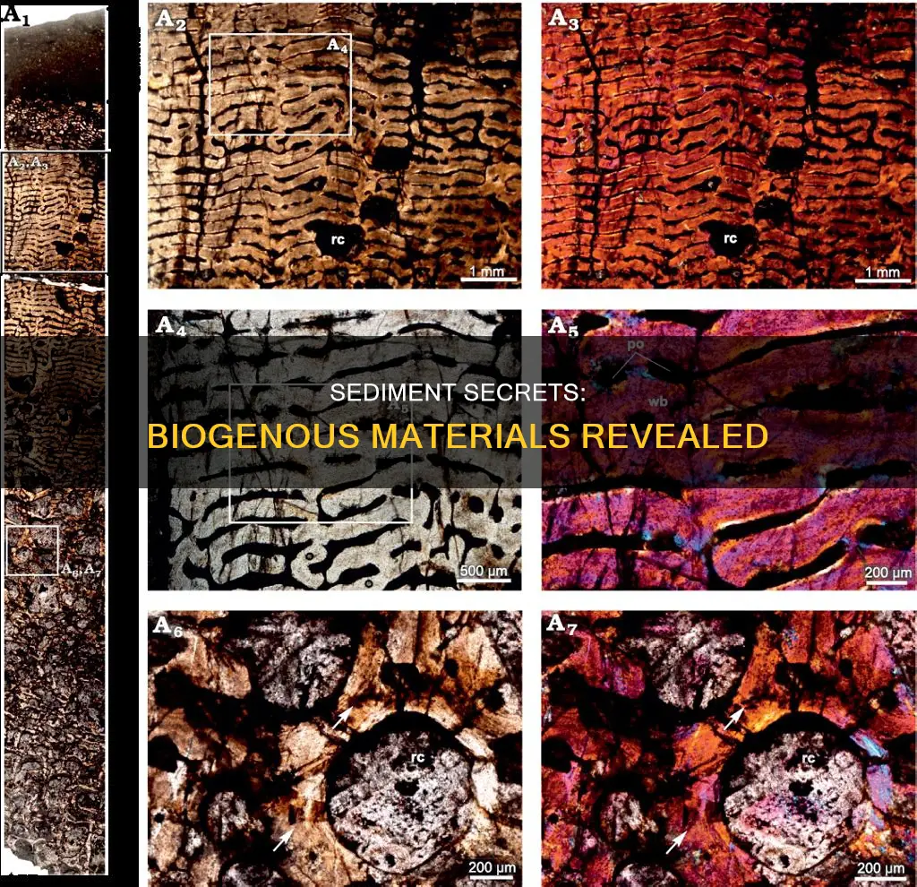 which of the following materials would constitute biogenous sediment