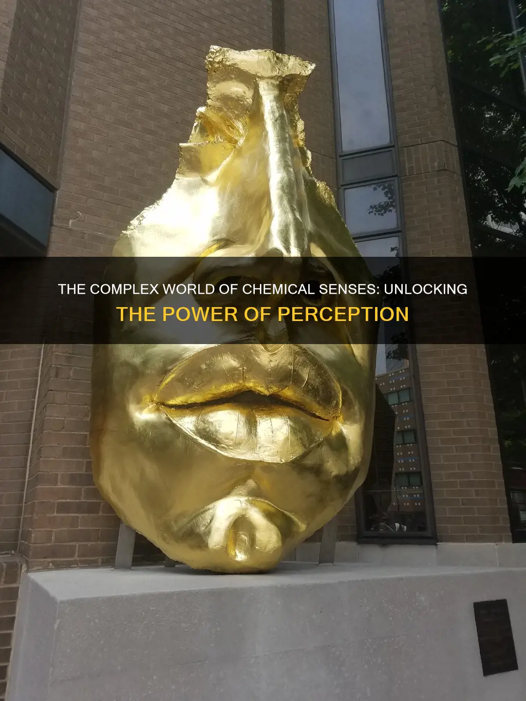 which of the following pairs constitute the chemical senses