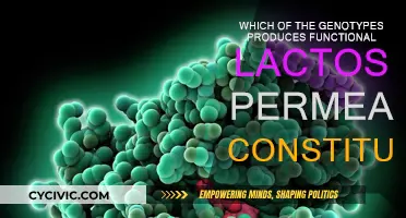 Lactose Intolerance: Understanding the Genotype-Phenotype Link