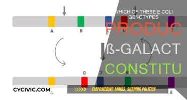Unlocking E. coli's ß-Galactosidase Secrets: Constitutive Genotypes