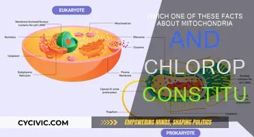 Mitochondria and Chloroplasts: What's the Fascinating Fact?