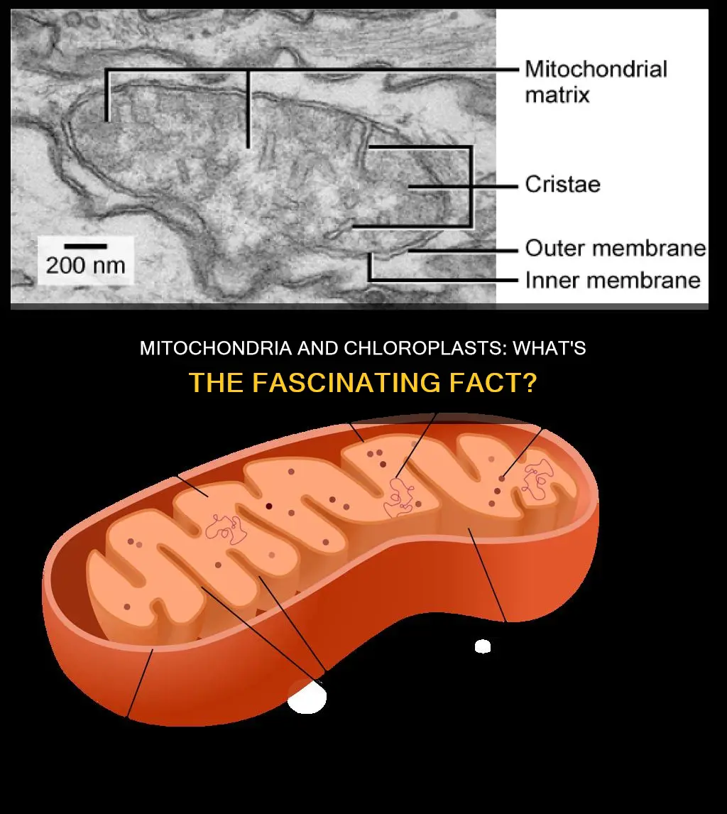 which one of these facts about mitochondria and chloroplasts constitute