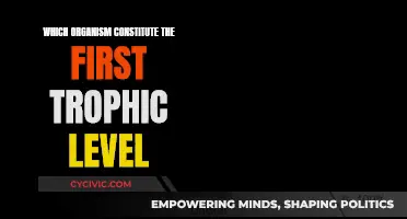 The First Trophic Level: Producers and Primary Consumers