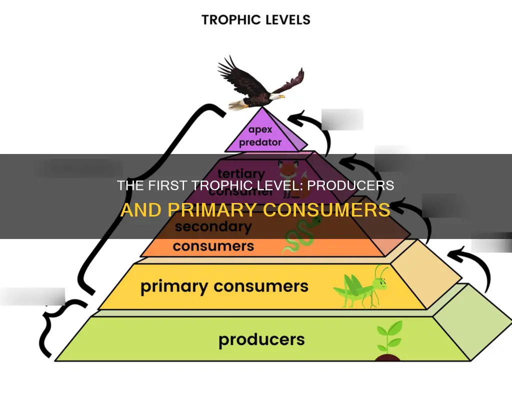 which organism constitute the first trophic level