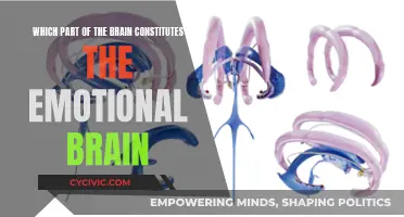 The Emotional Brain: Understanding Its Core Constituents