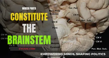The Brainstem: Understanding Its Intricate Parts and Functions