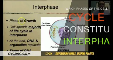 Interphase: Understanding the Cell Cycle's Vital Phases